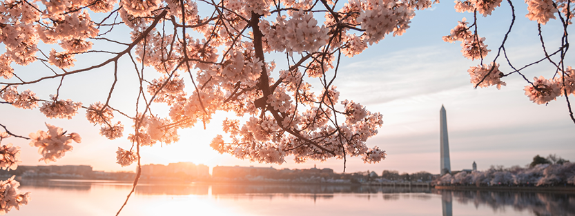Washington Monument with cherry blossoms in the foreground
